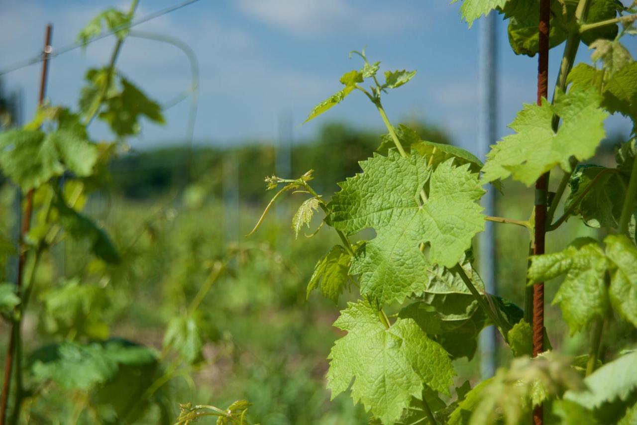 Agriturismo Albarello Sona Bagian luar foto